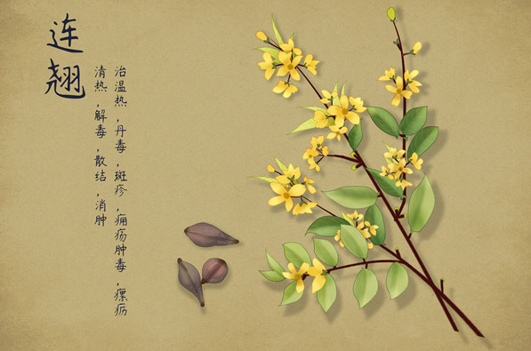 Exploring Cold Damage: Weekly Herb (29) - Lian Qiao