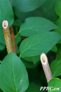 Identifying Medicinal Herbs through Spring Flowers