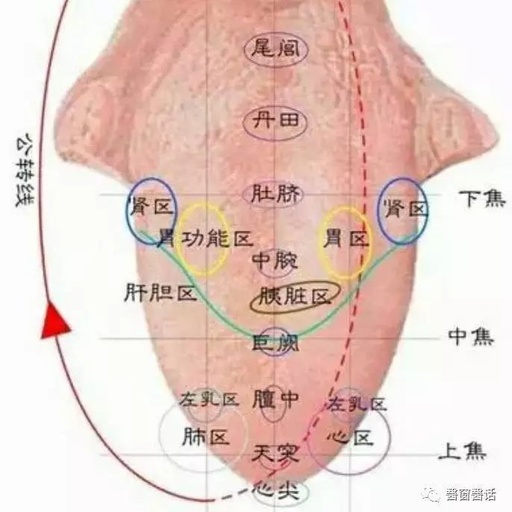 The Seven Determinations of Tongue Observation