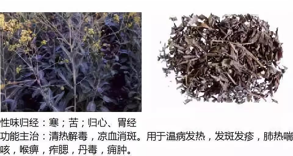 Illustrated Guide to Over 500 Chinese Medicinal Herbs (Including Therapeutic Effects)