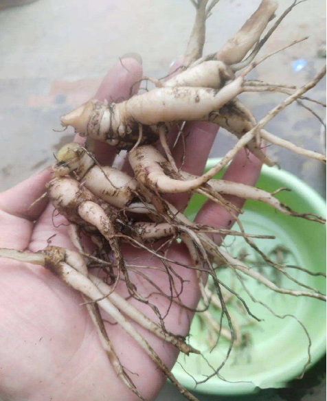 Understanding a Chinese Herbal Medicine Each Day: Ginseng