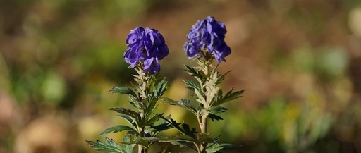 How to Use Fuzi (Aconite)
