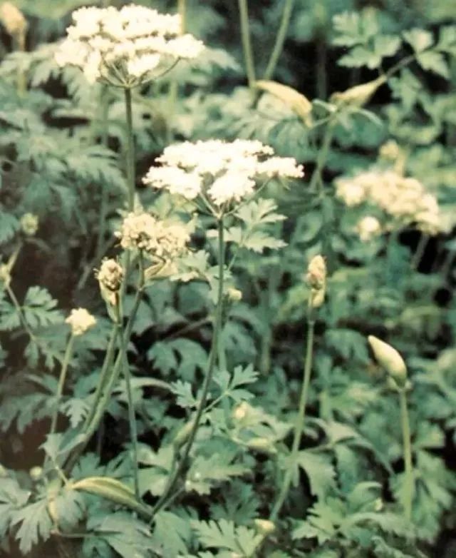 Daily Herb | Angelica Sinensis