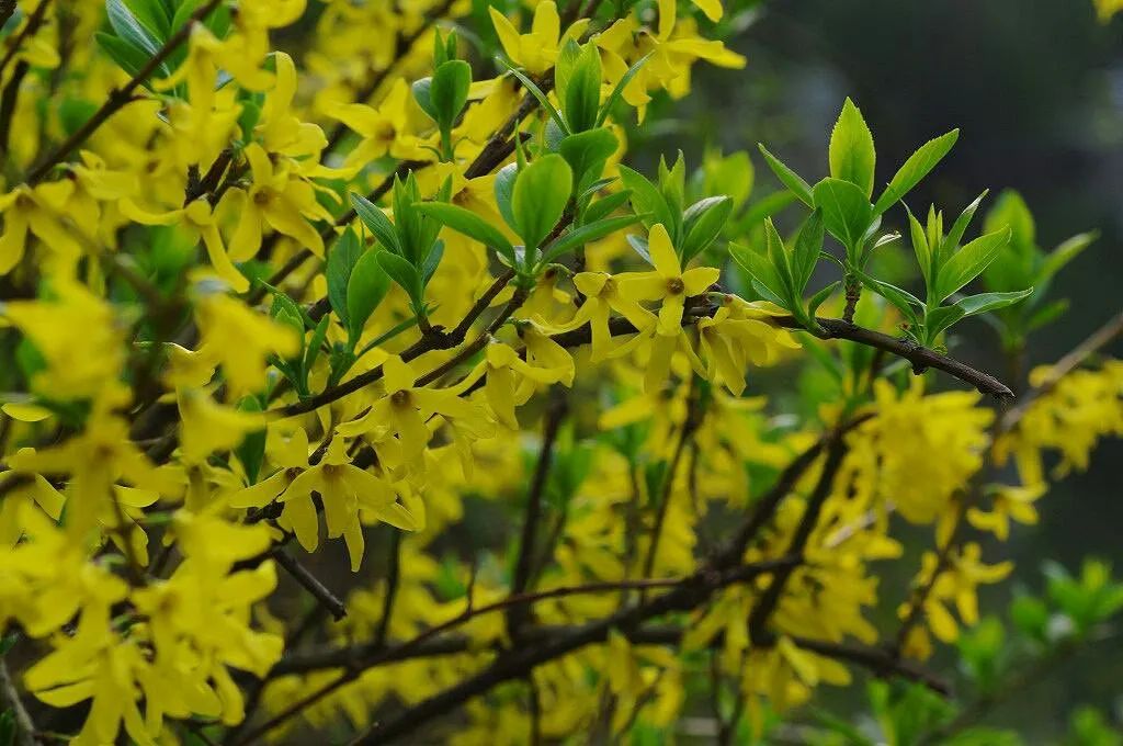 The Miraculous Herb: Lian Qiao (Forsythia)