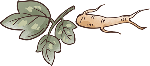 Weekly Herb | Cinnamon - The Fiery Sun