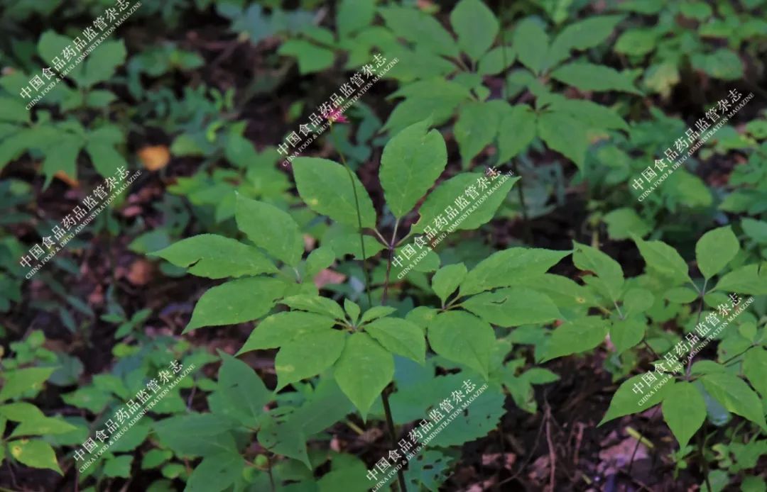 Exploring the Essence of Traditional Chinese Medicine: Ginseng