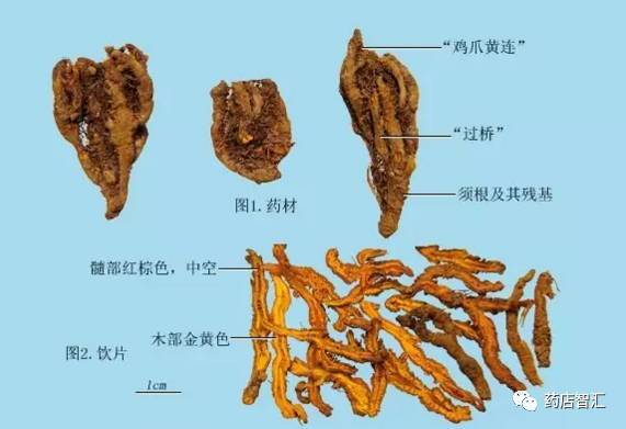 The Uses, Efficacy, Contraindications, and Applicable Populations of Huang Lian (Coptis chinensis)