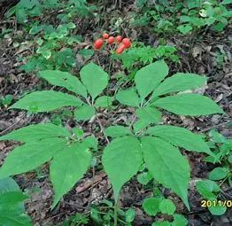 Ginseng (Panax ginseng)