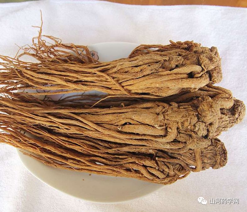 Angelica Sinensis: A Comprehensive Overview