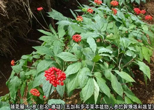 Traditional Chinese Medicine: Ginseng