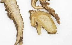 Angelica Sinensis: A Weekly Herb