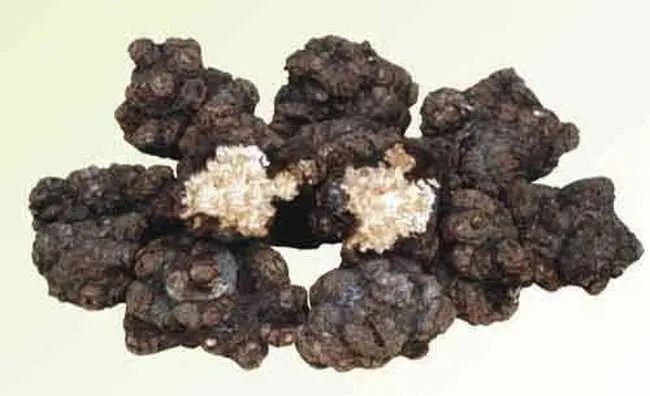 Pharmaceutical Science│ The Blood-Invigorating and Qi-Activating Properties of Chuanxiong (Ligusticum chuanxiong)