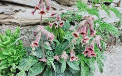 Daily Chinese Medicine: Shu Di Huang (Rehmannia Glutinosa) for a Clear and Bright Present