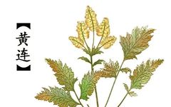 Clearing Heat and Drying Dampness, Draining Fire and Detoxifying