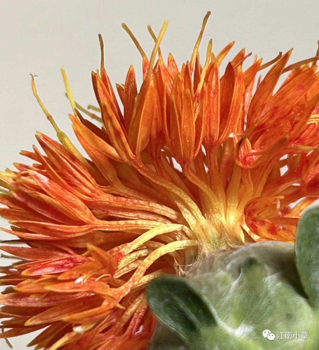 Analysis of Honghua (Safflower) in Traditional Chinese Medicine