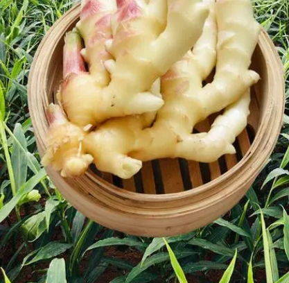 Differences Between Fu Jiang, Gan Jiang, Lao Jiang, and Xian Jiang: How to Use Them for Maximum Benefit?