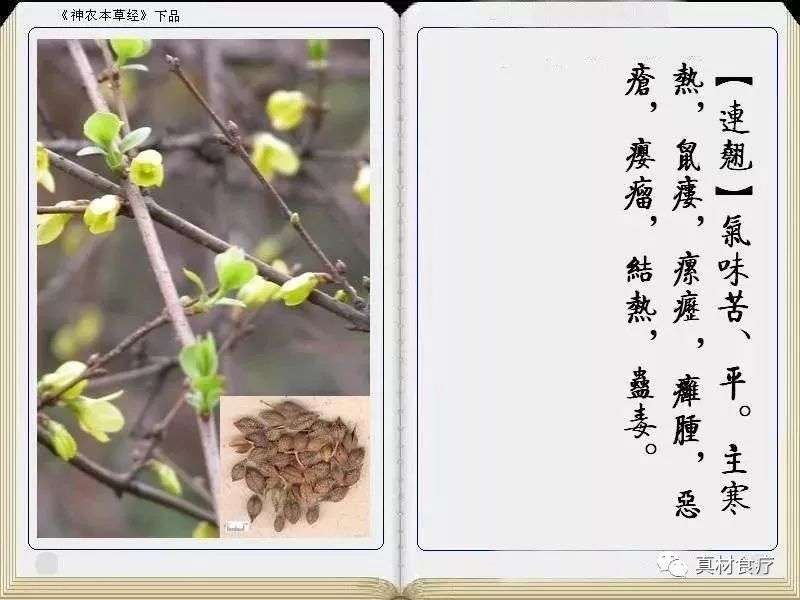 Lian Qiao (Forsythia Suspensa): Properties and Uses in TCM