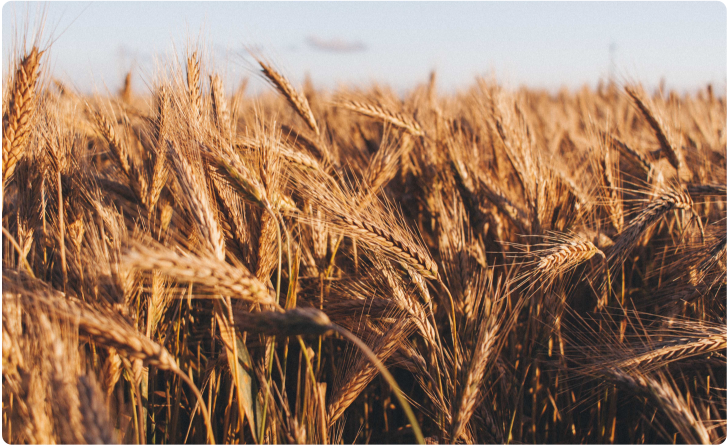 Autumn Dietary Therapy and Medicinal Cuisine Guide