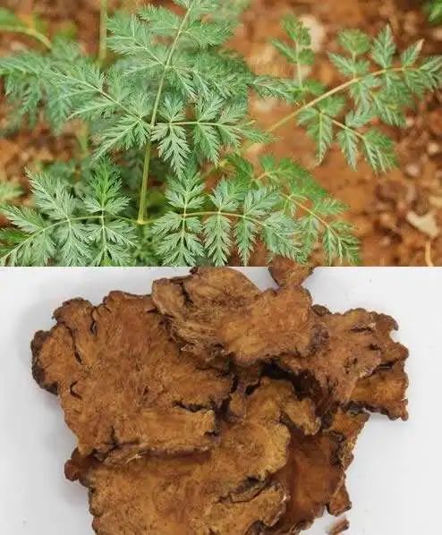 Effects and Functions of Chuanxiong and Its Contraindications