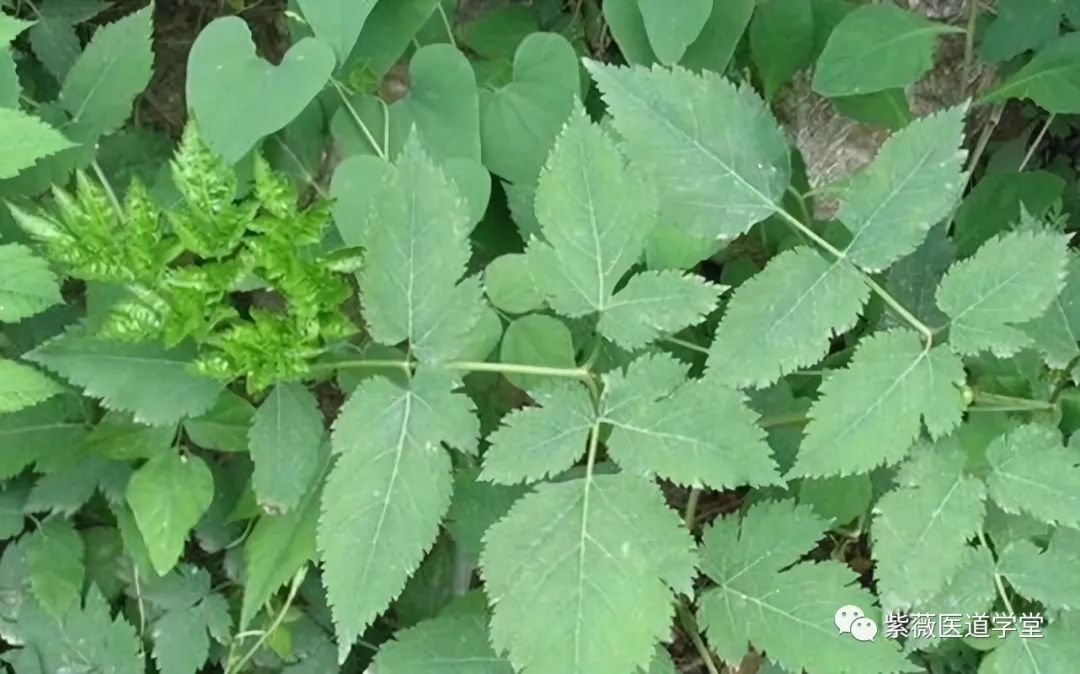 Guide to the Use of Chuanxiong (Ligusticum Chuanxiong)