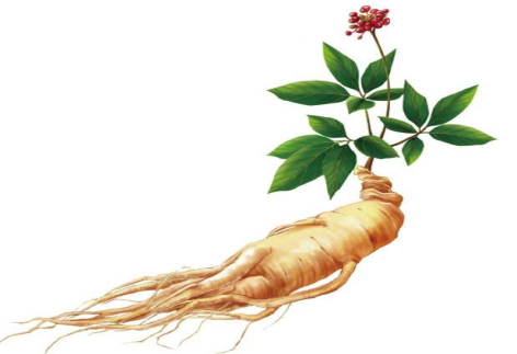 The King of Herbs: Ginseng