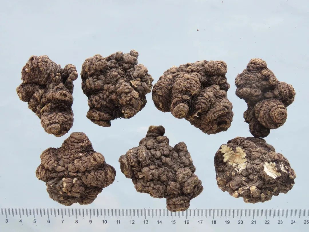 Daily Herb: Chuanxiong (Rhizoma Chuanxiong)