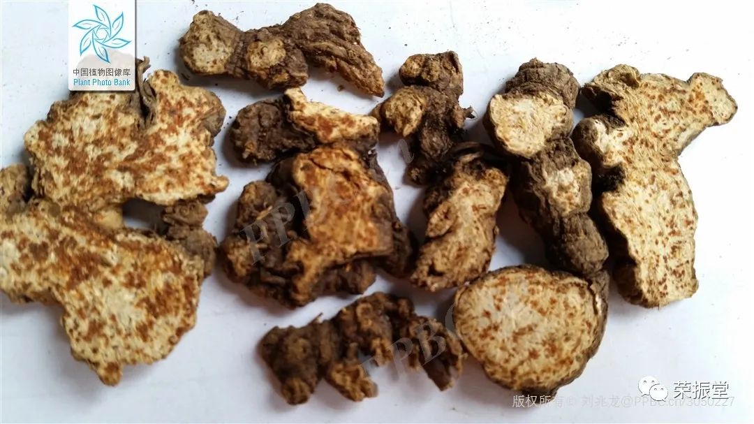 A Detailed Discussion on Traditional Chinese Medicine: Cang Zhu (Atractylodes)