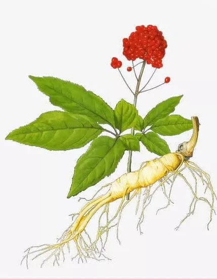 The Powerful Benefits of Ginseng: Unfortunately, 99% of People Consume It Incorrectly!