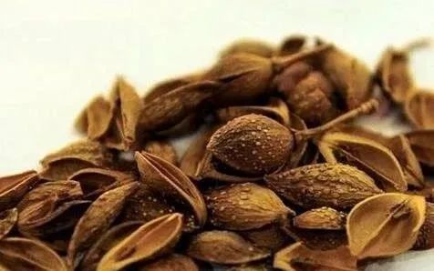 The Efficacy and Medicinal Value of Lian Qiao (Forsythia Suspensa)