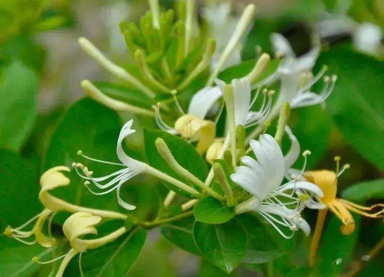 The Efficacy and Uses of Honeysuckle: What to Pair It With for Optimal Benefits