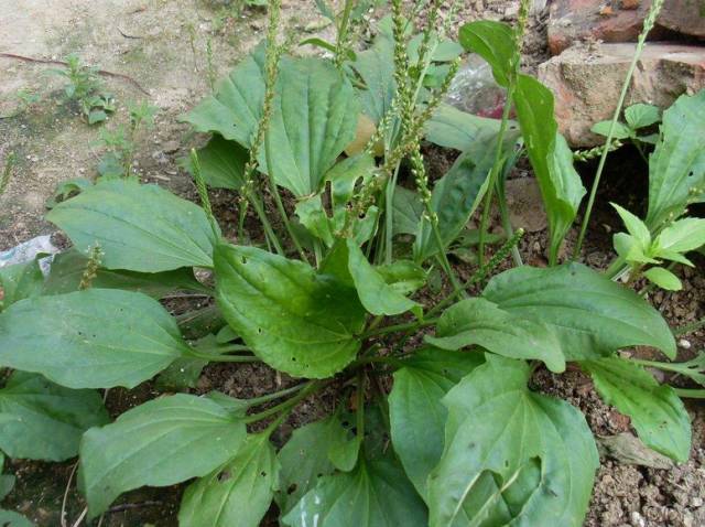 A Comprehensive Guide to 50 Common Medicinal Herbs in Rural China
