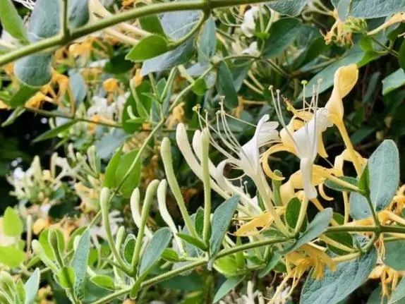 Boosting Qi with Astragalus: Doctors Recommend 5 Herbal Combinations for Better Results