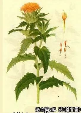 Traditional Chinese Medicine: Safflower (Honghua)