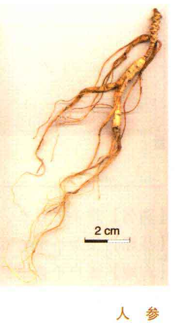 Introduction to Commonly Used Chinese Medicinal Herbs: Ginseng
