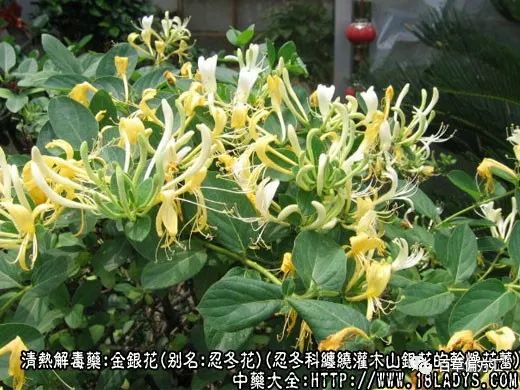 The Efficacy and Functions of Jin Yin Hua (Honeysuckle)