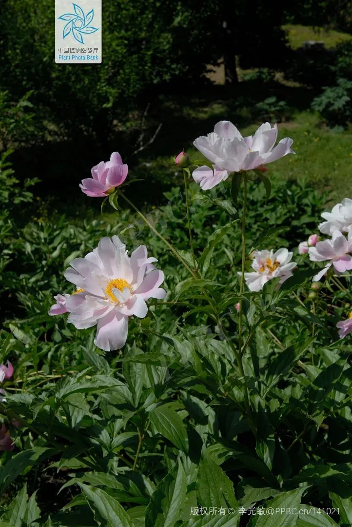 Understanding Bai Shao (White Peony) in Traditional Chinese Medicine