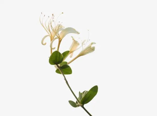 Honeysuckle: A Comprehensive Overview