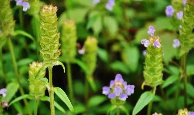 9 Types of Heat-Clearing and Detoxifying Chinese Herbs