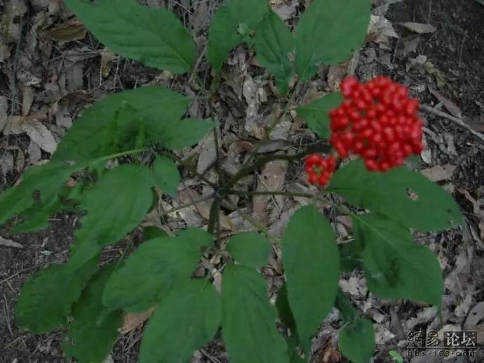 Daily Herb 31: Ginseng - How to Choose and Distinguish Wild Ginseng?