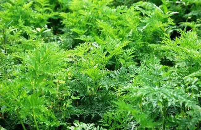 Traditional Chinese Medicine Insights - Chuanxiong (Ligusticum Chuanxiong)