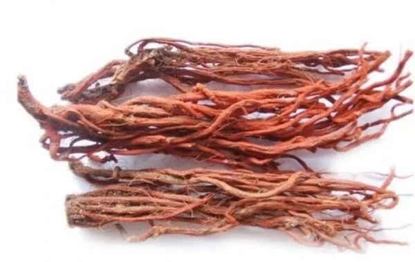 Benefits of Drinking Salvia Miltiorrhiza Tea: Effects, Applications, and Important Precautions