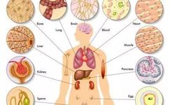 Introduction to the Functions of the Six Fu Organs