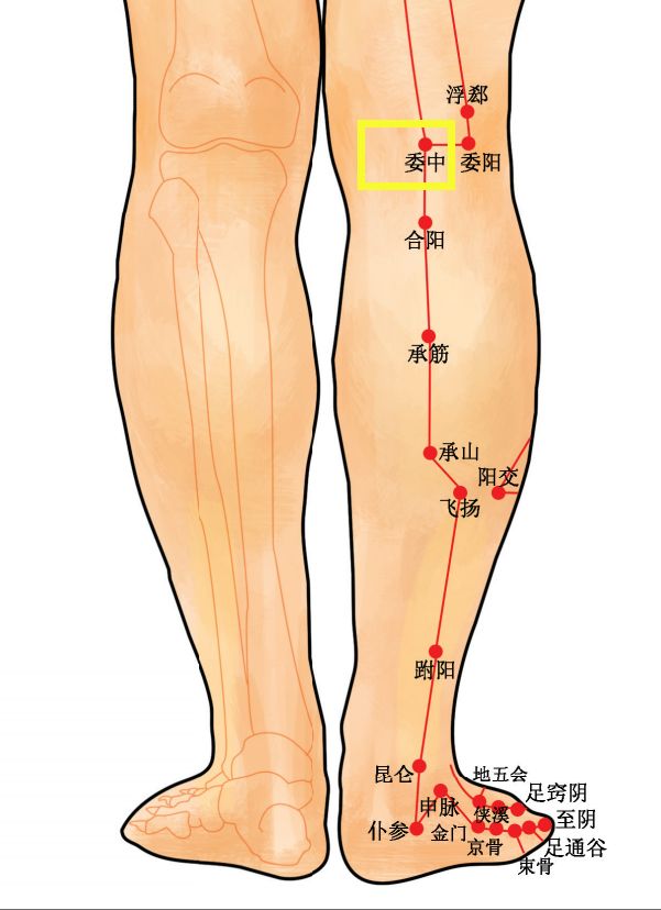 Acupoint Knowledge | Twelve Meridians: The Weizhong Point of the Foot Taiyang Bladder Meridian