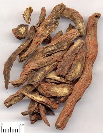 The Efficacy and Contraindications of Danshen (Salvia miltiorrhiza)