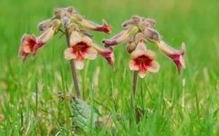 Traditional Chinese Medicine: Blood Nourishing Herbs - Prepared Rehmannia Root