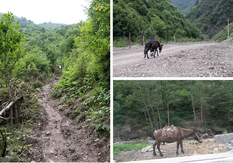 Comprehensive Identification of Codonopsis (Dang Shen): Analysis of Sulfur Fumigation, Origin, Quality, Habitat, Product Specifications, and Production Conditions