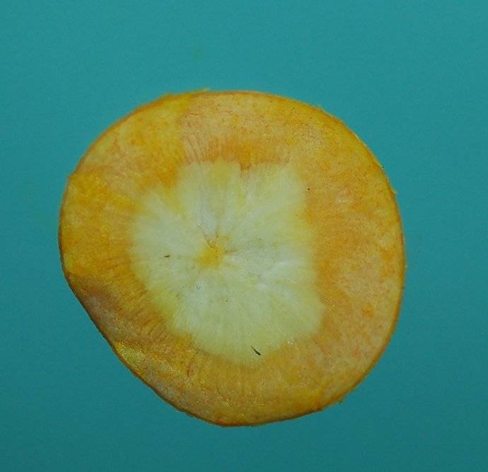 Shu Di Huang: A Beneficial Herb for the World, A Culinary and Medicinal Treasure