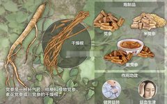 The Efficacy of Dang Shen (Codonopsis pilosula): Tonifying Qi, Strengthening the Spleen and Lung, and Generating Fluids