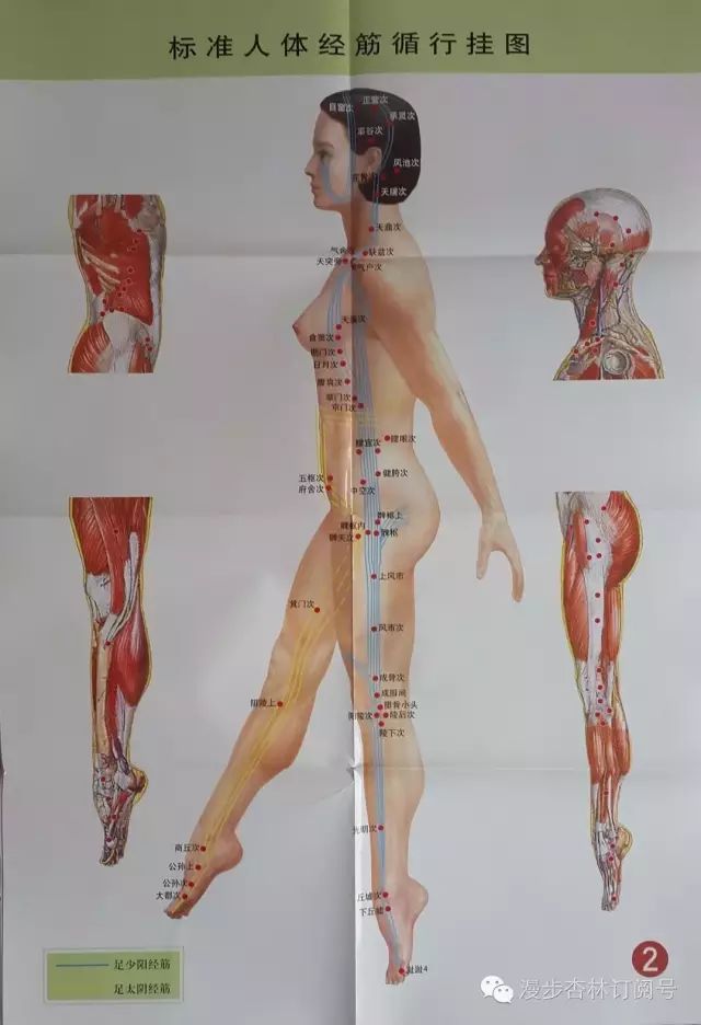 The Twelve Meridians and Their Corresponding Muscles