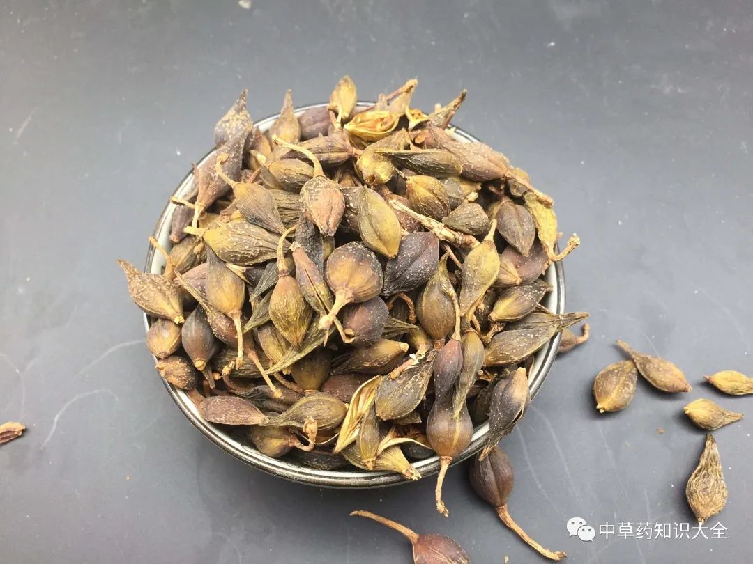 The Efficacy and Functions of Lian Qiao (Forsythia Suspensa)